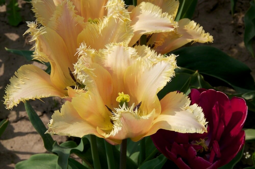 Tulpenveld, met vele verschillende tulpen (bij Venhuizen)